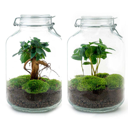 Jar - Coffea Arabica -  Planten terrarium - DIY - ↑ 28 cm