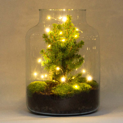 Milky Christmas - Planten terrarium met kerstboom en verlichting - ↑ 30 cm