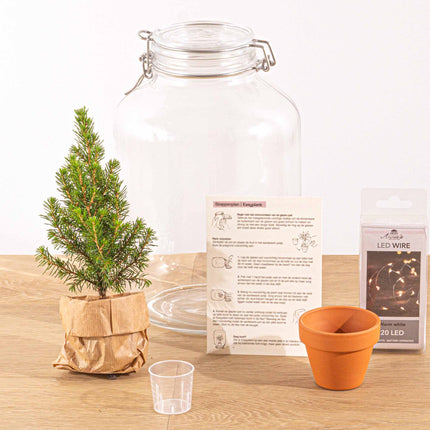 Easyplant- Mini-kerstboom - Planten terrarium - Mini-ecosysteem - ↑ 28 cm