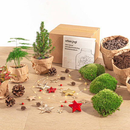 Kerst - Planten terrarium pakket - Mini-kerstboom + Asparagus + Fittonia Rood + Kit - Navulling & Startpakket- DIY