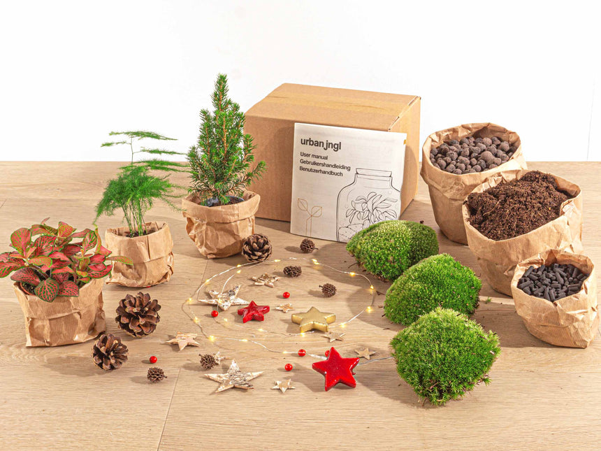 Kerst - Planten terrarium pakket - Mini-kerstboom + Asparagus + Fittonia Rood + Kit - Navulling & Startpakket- DIY