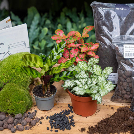 Calathea Lancifolia - Terrarium Start- & navulpakket - 3 terrarium planten - DIY