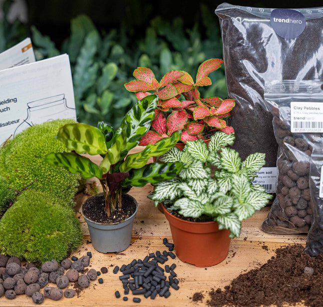 Calathea Lancifolia - Terrarium Start- & navulpakket - 3 terrarium planten - DIY