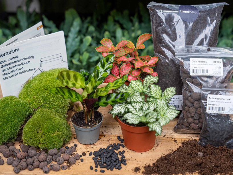 Calathea Lancifolia - Terrarium Start- & navulpakket - 3 terrarium planten - DIY