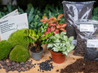 Calathea Lancifolia - Terrarium Start- & navulpakket - 3 terrarium planten - DIY