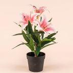Roze