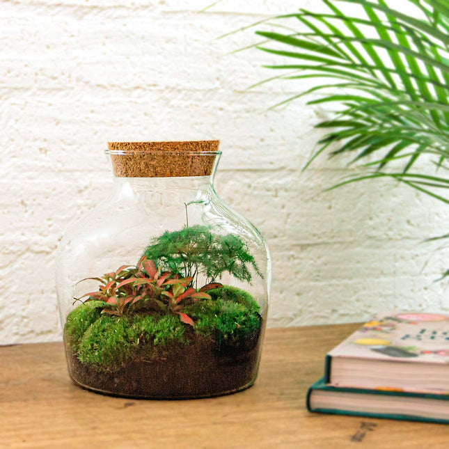 Planten terrarium - Little Joe - Ecosysteem plant - ↑ 21,5 cm