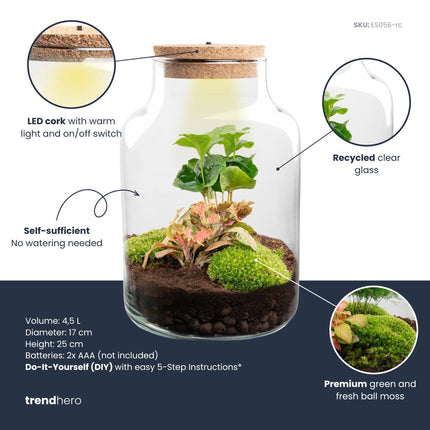 Little Milky - DIY Planten terrarium - Ecosysteem plant - Ø 17 cm ↑ 25 cm