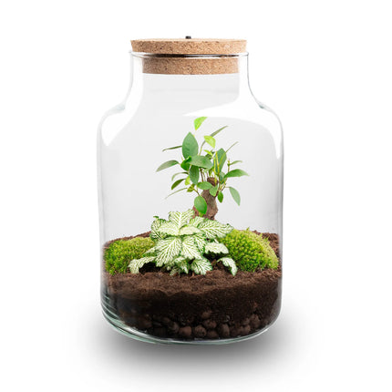 Planten terrarium - Little Milky + led lamp in kurk - ↑ 25 cm