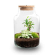Little Milky - DIY Planten terrarium - Ecosysteem plant - Ø 17 cm ↑ 25 cm