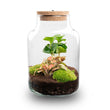 Planten terrarium - Little Milky + led lamp in kurk - ↑ 25 cm