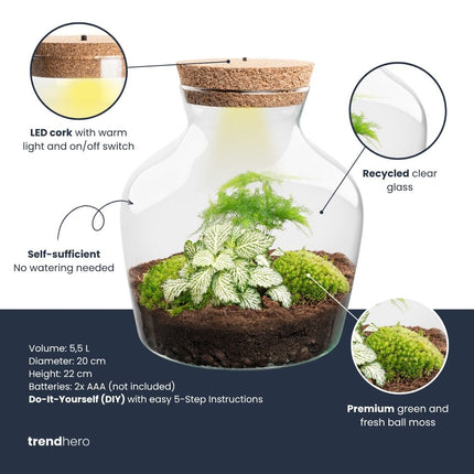 Little Joe - DIY Planten terrarium - Ecosysteem plant - Ø 20 cm ↑ 22 cm