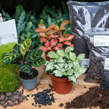 Calathea Makoyana - Terrarium Start- & navulpakket - 3 terrarium planten - DIY