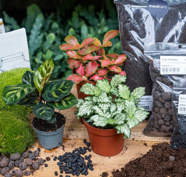 Calathea Makoyana - Terrarium Start- & navulpakket - 3 terrarium planten - DIY