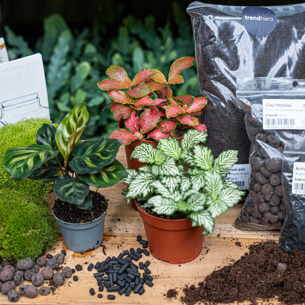 Planten terrarium - DIY - Calathea Makoyana - Navulling & Startpakket