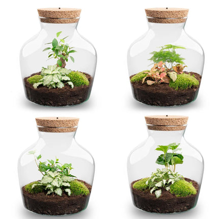 Planten terrarium met LED-verlichting - Little Joe - Ecosysteem plant - ↑ 22 cm