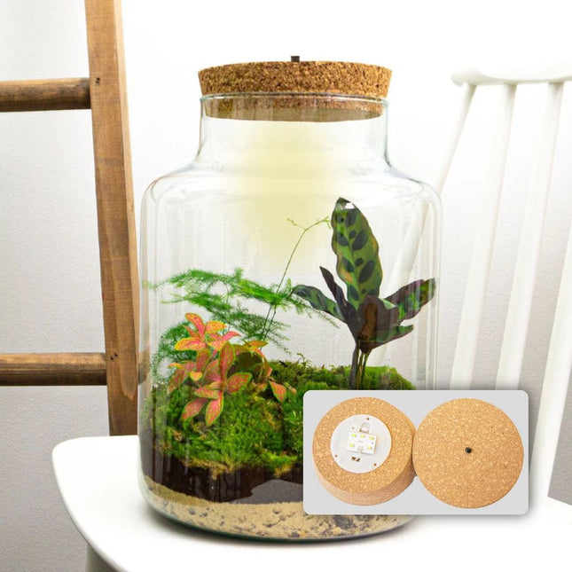 Planten terrarium - Milky - Ecosysteem plant - ↑ 30 cm