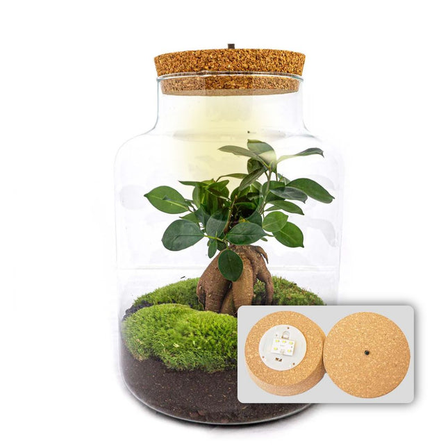 Ecosysteem plant - Milky met bonsai - Planten terrarium - ↑ 30 cm