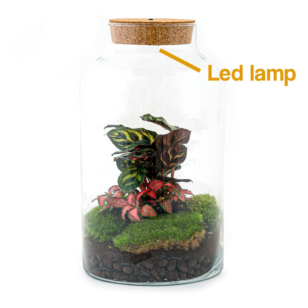 Planten terrarium - Milky Calathea met lamp - Ecosysteem plant - ↑ 31 cm