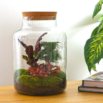 Planten terrarium - Milky - Ecosysteem plant - ↑ 30 cm