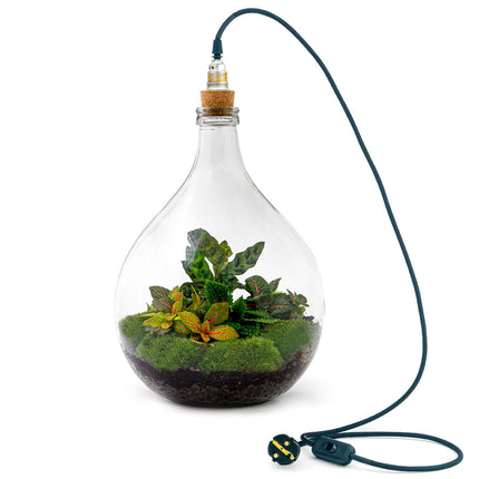 Planten terrarium Groot - Urban Jungle M - Mini-ecosysteem plant - Kant-en-klaar - ↑ 40 cm