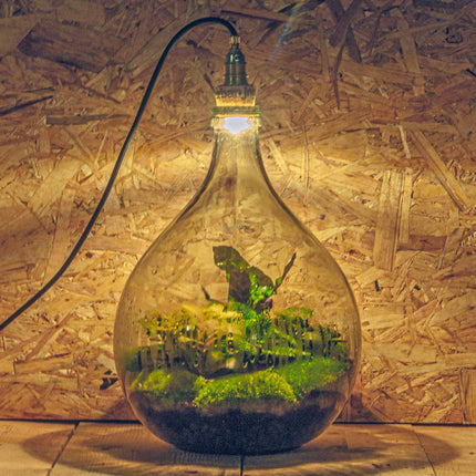 Planten terrarium Groot - Urban Jungle M - Mini-ecosysteem plant - Kant-en-klaar - ↑ 40 cm