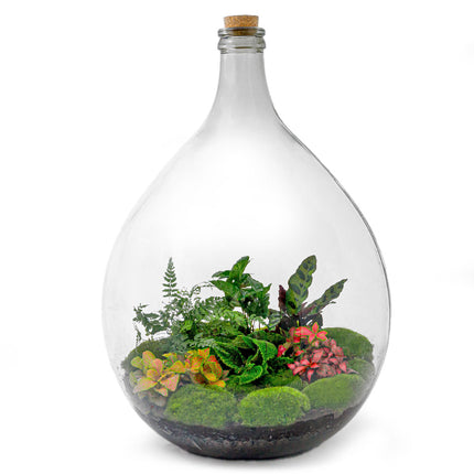 Planten terrarium Groot - Urban Jungle XL - Mini-ecosysteem plant - Kant-en-klaar - ↑ 67 cm