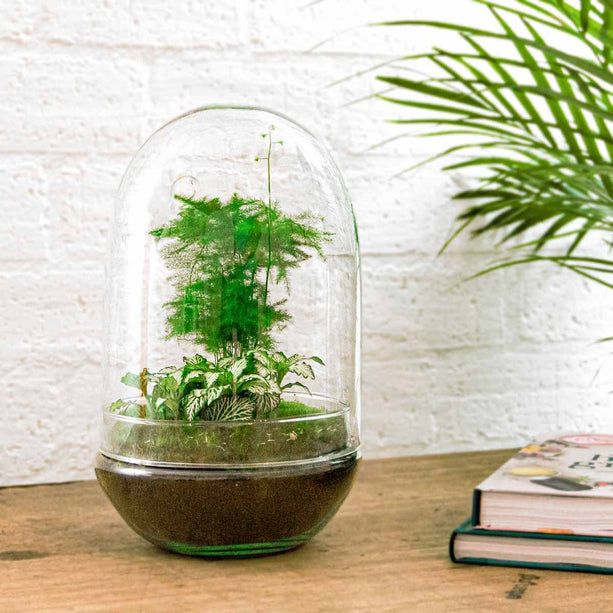 Planten terrarium - Egg XL - Ecosysteem plant - ↑ 30 cm