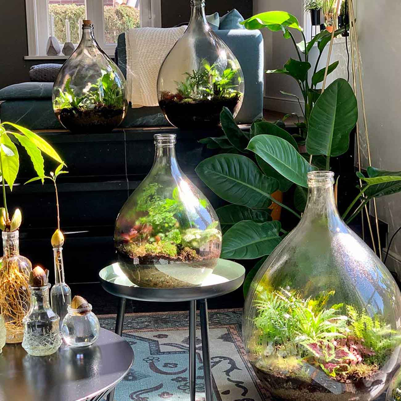 planten terrarium groot Mini-ecosysteem plant • URBANJNGL M • Planten terrarium Groot – Woonhero.nl