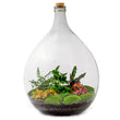 Planten terrarium Groot - Urban Jungle XL - Mini-ecosysteem plant - Kant-en-klaar - ↑ 67 cm