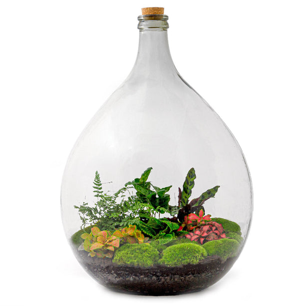 Planten terrarium Groot - Urban Jungle XL - Mini-ecosysteem plant - Kant-en-klaar - ↑ 67 cm