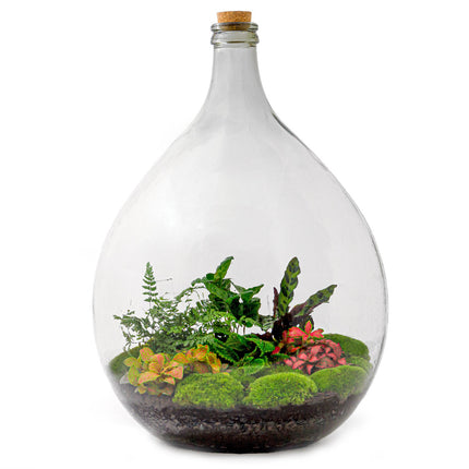 Planten terrarium Groot - Urban Jungle L - Mini-ecosysteem plant - Kant-en-klaar - ↑ 54 cm