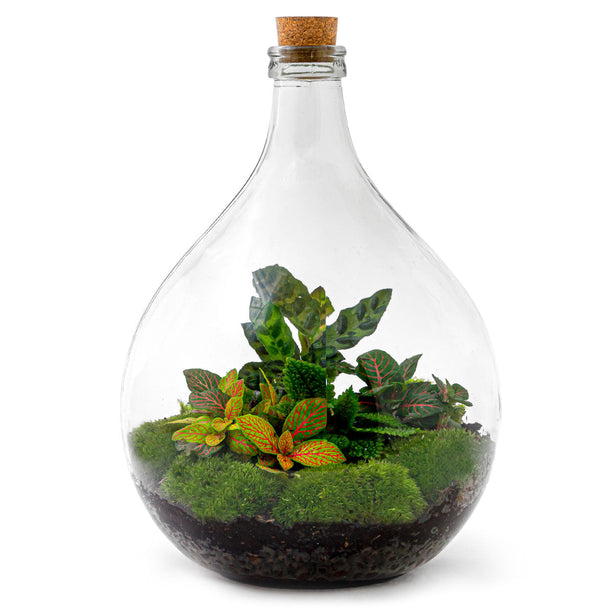 Planten terrarium Groot - Urban Jungle M - Mini-ecosysteem plant - Kant-en-klaar - ↑ 40 cm