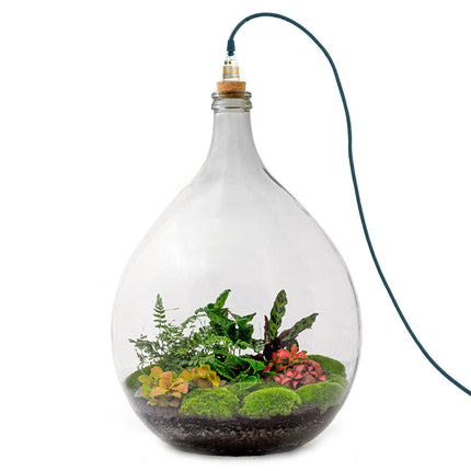 Planten terrarium Groot - Urban Jungle XL - Mini-ecosysteem plant - Kant-en-klaar - ↑ 67 cm