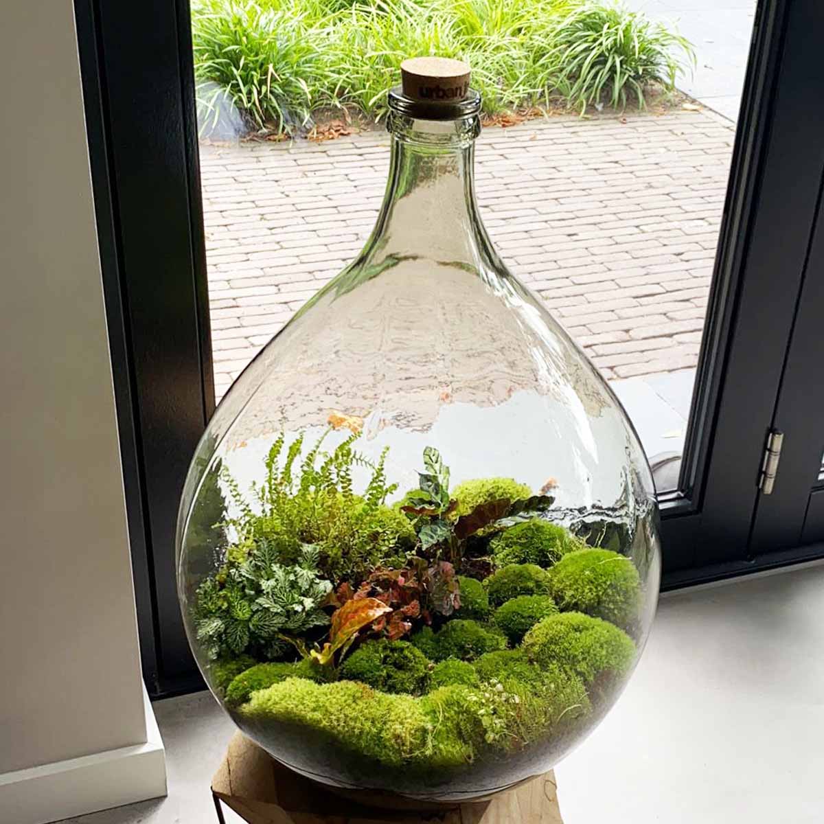 planten terrarium Mini-ecosysteem plant • URBANJNGL XL • Planten terrarium groot – Woonhero.nl