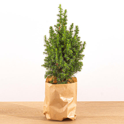 Mini-kerstboom - Chamaecyparis - 25-30 cm hoog