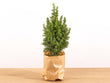 Mini-kerstboom - Chamaecyparis - 25-30 cm hoog