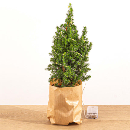 Mini-kerstboom - Chamaecyparis - 25-30 cm hoog