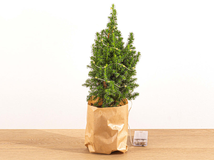 Mini-kerstboom - Chamaecyparis - 25-30 cm hoog