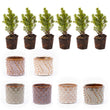 Mini-kerstboom set 6 - Inclusief pot set Madrid