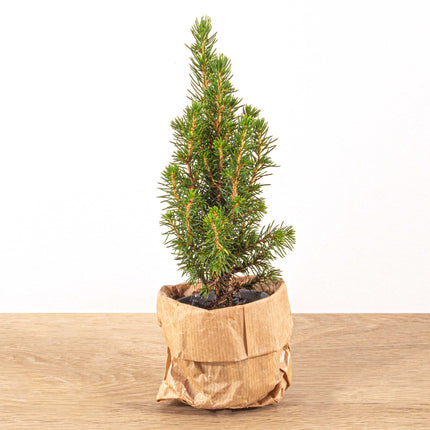 Mini-kerstboom - ↑15-20 cm - Ø 6 cm Picea Glauca Perfecta