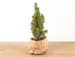 Mini-kerstboom - ↑15-20 cm - Ø 6 cm Picea Glauca Perfecta