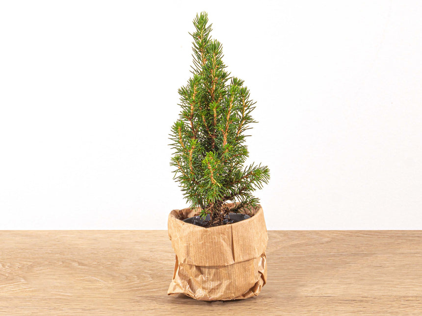 Mini-kerstboom - ↑15-20 cm - Ø 6 cm Picea Glauca Perfecta
