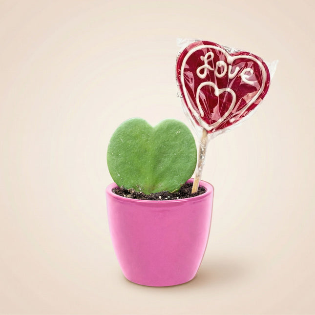 Sweetheart Plant Set - Groene Mini Gift - Pot & Plant Set - Rood of Roze