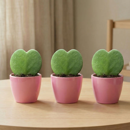 Sweetheart Plant Set - Groene Mini Gift - Pot & Plant Set - Rood of Roze