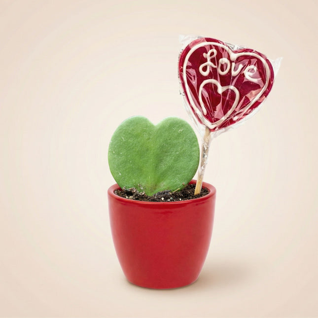 Sweetheart Plant Set - Groene Mini Gift - Pot & Plant Set - Rood of Roze