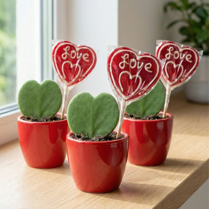 Sweetheart Plant Set - Groene Mini Gift - Pot & Plant Set - Rood of Roze