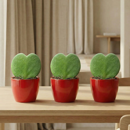 Sweetheart Plant Set - Pot & Plant Set 3x - Rood of Roze