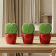 Sweetheart Plant Set - Pot & Plant Set 3x - Rood of Roze