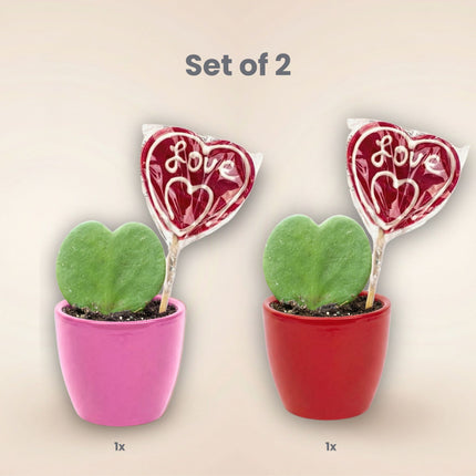 Sweetheart Plant Set - Groene Mini Gift - Pot & Plant Set - Rood of Roze